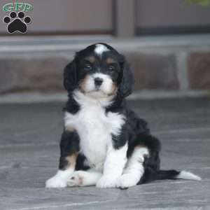 Haven, Cavapoo Puppy